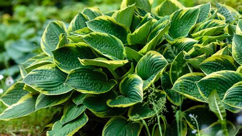 How To Successfully Care For Hosta Plants