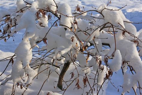 무료 이미지 나무 분기 꽃 눈 겨울 식물 잎 서리 얼음 봄 날씨 시즌 작은 가지 관목 동결