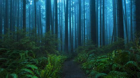 My First Walk In A Washington Rainforest I Think Im In Love Third