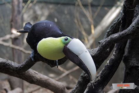 Injured Costa Rican Toucan Saved With 3d Printed Prosthetic Beak 3d