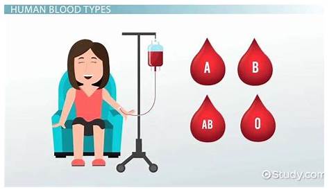 50 Blood Type And Inheritance Worksheet