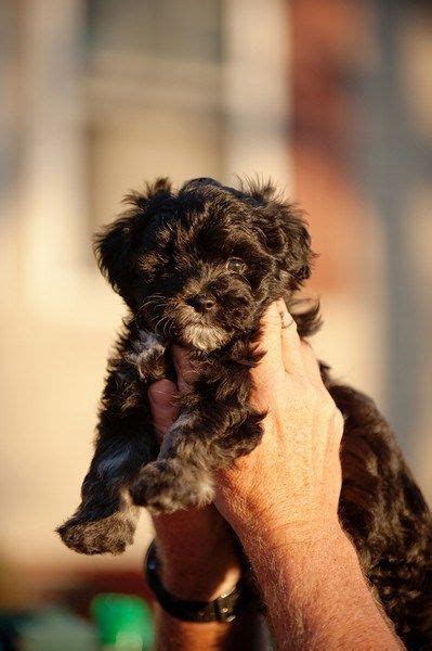 Find local pomeranian puppies for sale and dogs for adoption near you. MaltiPoo: Maltese and Poodle Mix Reminds me of my old Mi ...