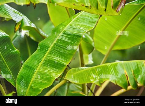 African Jungle Plants Leaves Wet From Rain Closeup Detail Stock Photo