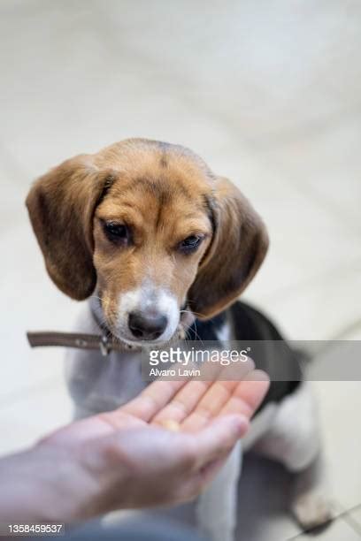Beagle Tail Photos And Premium High Res Pictures Getty Images