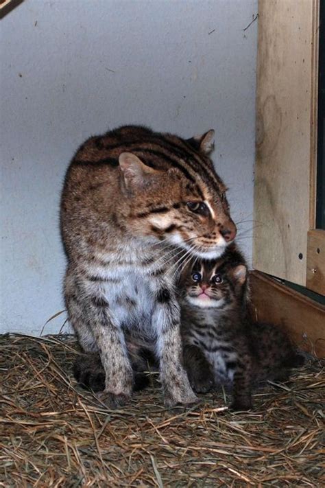 Fishing Cat Kitten At The Smithsonian7s National Zoo Photo Credit