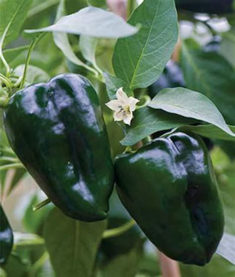 Organic Non Gmo Ancho Poblano Pepper Plant Flower Seeds Etsy