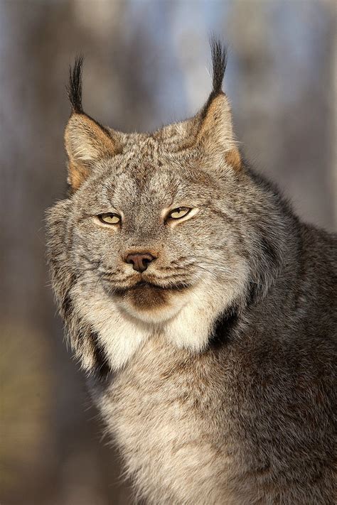 53 Top Pictures Bobcat North American Wild Cats Bobcat Bobcats Are