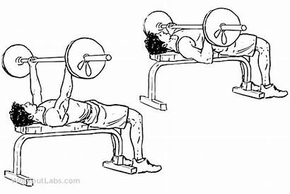 Bench Press Barbell Workoutlabs Underhand Grip Exercise