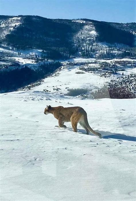 Vail Valley Mountain Lions Return To The Valley Floor