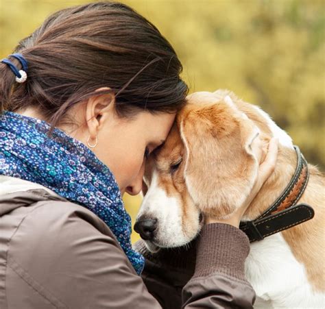 Animal Bonding Benefits Of The Human Animal Bond That Link Between