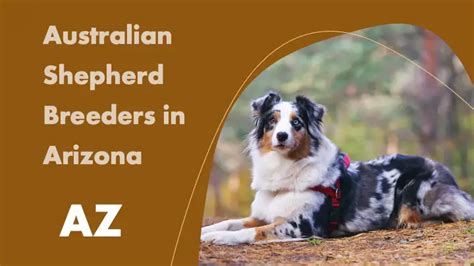 8 australian shepherd breeders in arizona az puppies for sale