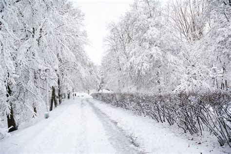 Winter Wonderland In The Snowy Park Path Stock Photo Image Of Snow