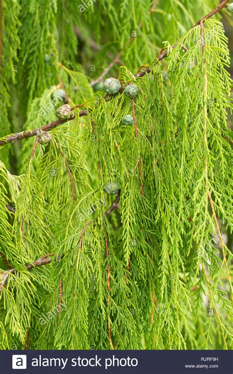 Weeping Cypress Hi Res Stock Photography And Images Alamy