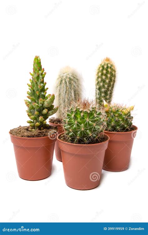 Collection Of Cactus Isolated On White Background Stock Image Image
