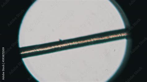 Video Human Hair Under A Microscope Microscopy Of A Single Human Hair