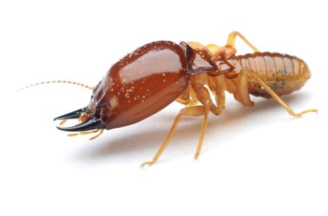 Termite Protection · Total Home Pest Control
