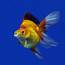 9 Types Of Goldfish You Never Knew Needed