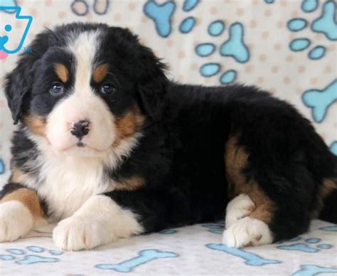 Bernese Mountain Dog Puppies For Sale Puppy Adoption Keystone Puppies