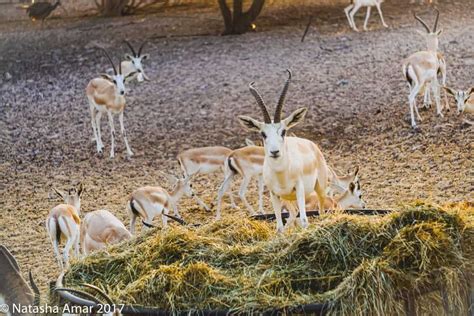 Anantara Sir Bani Yas Island Why You Need To Stay At The Only Wildlife