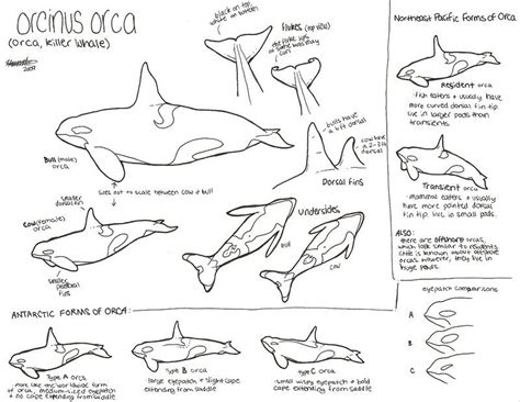 You can print or color them online at getdrawings.com for. Killer Whales Coloring Pages - Coloring Home