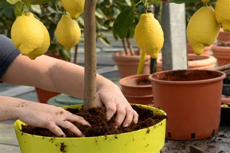 How To Grow Lemon Tree From Seeds At Home
