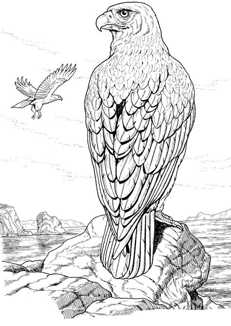 golden eagle coloring pages    print