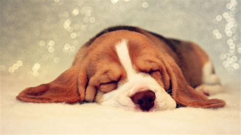 Beagle Puppy Wallpapers Wallpaper Cave