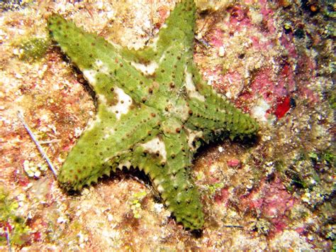 Cushion Sea Star Oreaster Reticulatus Roatan Honduras Photo 3
