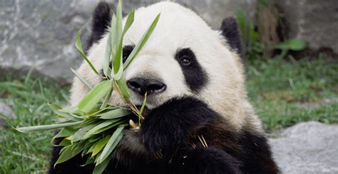 Giant Panda Exhibit At Calgary Zoo Opens On May 7 Daily Hive Calgary