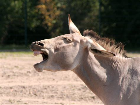 Yawning Donkey Flickr Photo Sharing