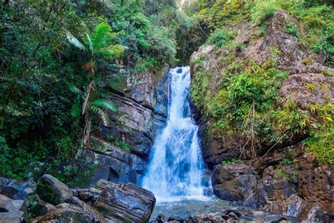 The Best Free Activities In Puerto Rico Tropical Rainforest