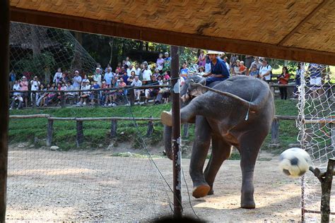 Maesa elephant camp offers not only elephant acrobatic performances and. Elephant Show - Maesa Elephant Camp - Chiang Mai Thailand ...