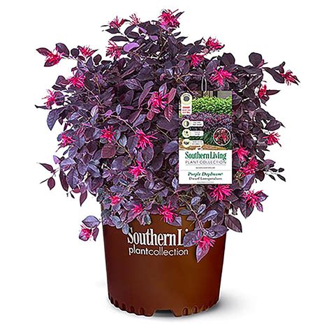 Southern Living Plant Collection Purple Daydream Loropetalum Live Shrub