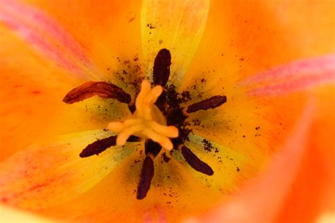 Orange Tulip Tulip From The Bartlett Arboritum In Stamford Flickr
