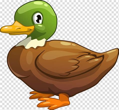 Duck Animated Cartoon Birds Transparent Background PNG Clipart HiClipart