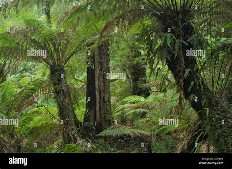 Maits Rest Rainforest Walk Hi Res Stock Photography And Images Alamy