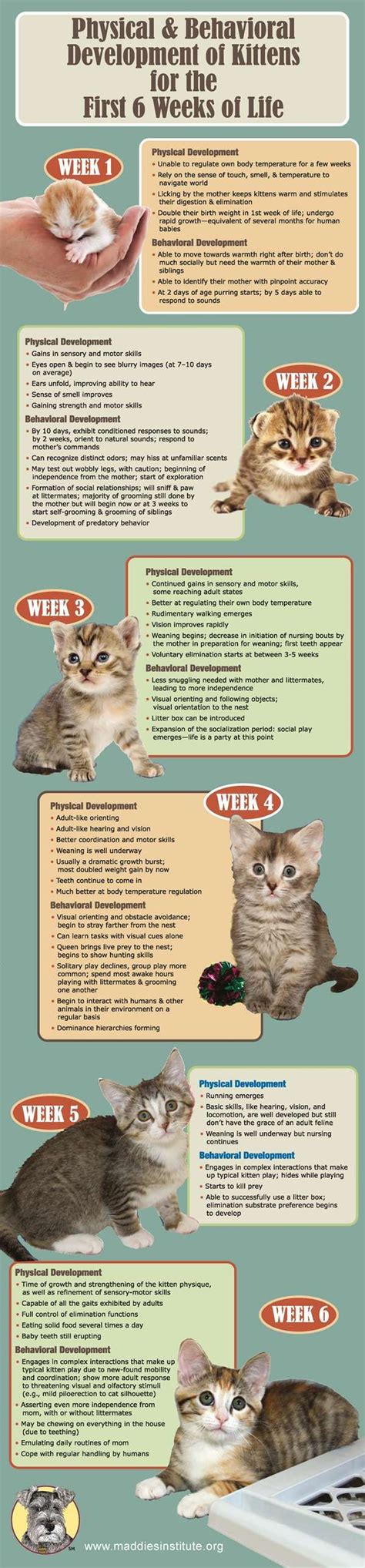 Physical And Behavioral Development Of Kittens Kittens Cutest Cats And