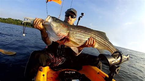 Kayak Fishing For Big Striped Bass With Live Pogies Youtube