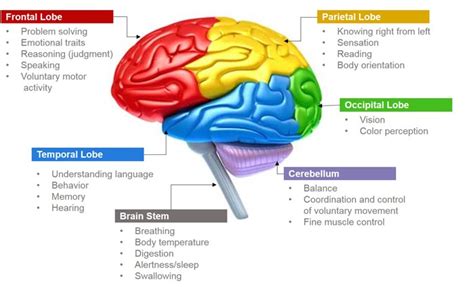 Parts Of Brain And Its Functions Science Photo 40502716 Fanpop