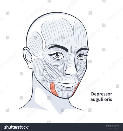 Facial Muscles Female Detailed Bright Anatomy 스톡 벡터로열티 프리 1965357067 Shutterstock