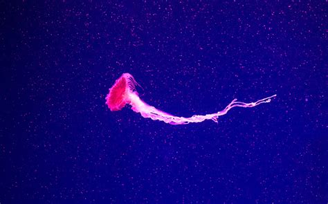 Beautiful Jellyfish Moving Through The Water Neon Lightsbackground With