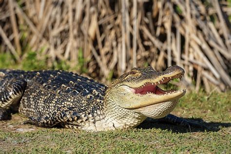 Alligator Sunning And Smiling For The Camera At Gator Lake St Andrews