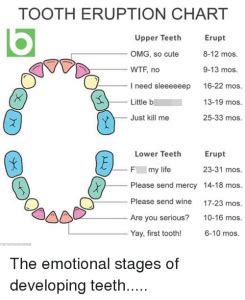 Tooth Eruption Chart Amulette