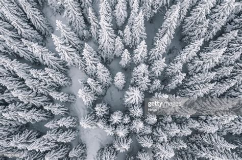 Aerial View Of Pine Trees Covered With Snow High Res Stock Photo
