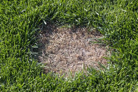 Natural Solutions To Get Rid Of Brown Spots On Your Lawn Revive Lawn