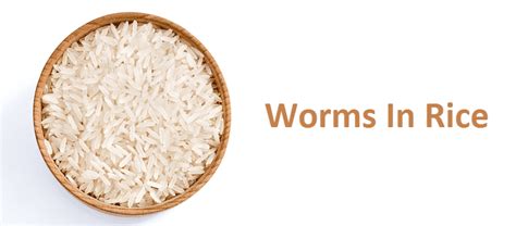 3 Ways To Solve Worms In Rice Issue Miss Vickie