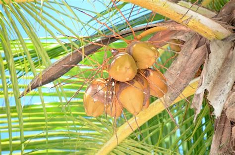 Premium Photo Coconuts On The Palm Tree