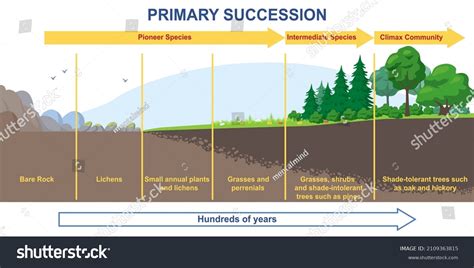 Primary Succession And Ecological Growth Process Stages Outline Diagram Hot Sex Picture