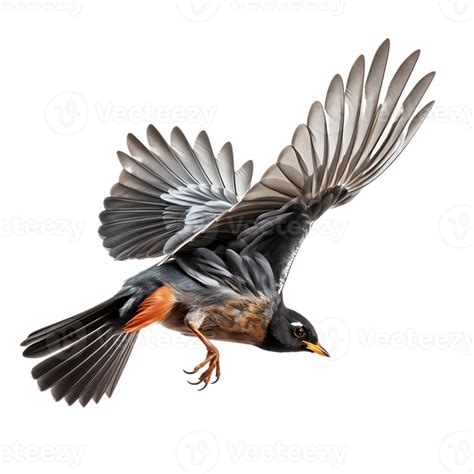 Beautiful Robin Bird On Transparent Background Ai Generated 27146064 Png