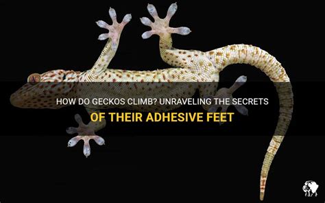 How Do Geckos Climb Unraveling The Secrets Of Their Adhesive Feet